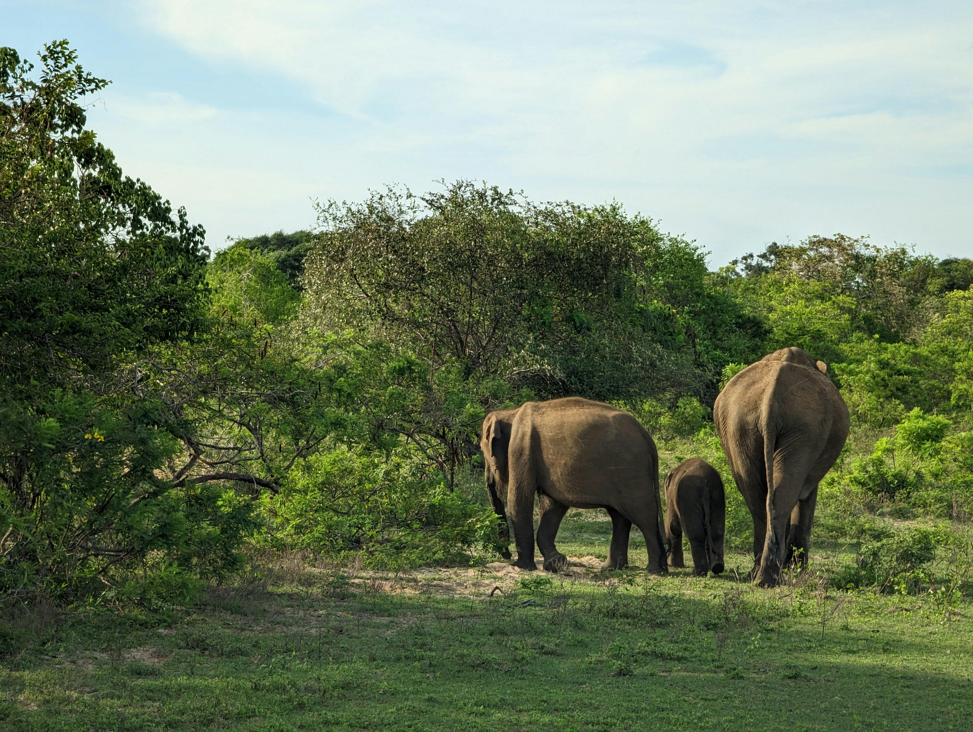 Wildlife at Yala National Park
